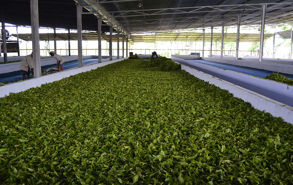 Assam-Tea-Factory