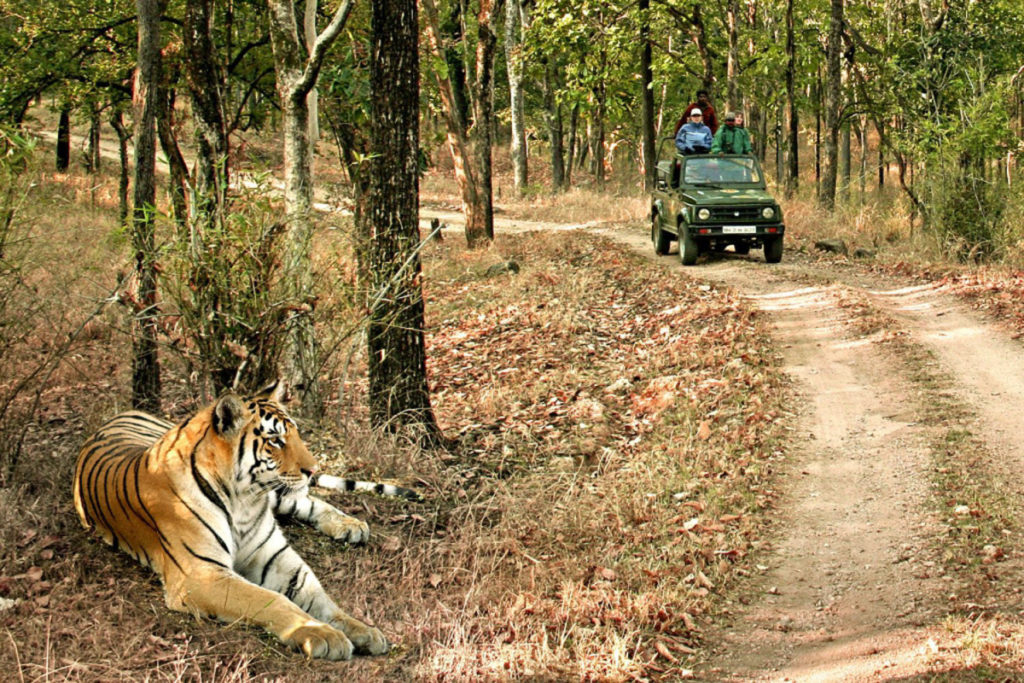 Bandhavgarh 