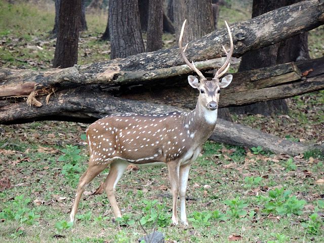 Bandhavgarh-National-Park-Spotted-Deer