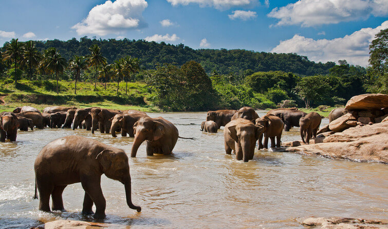 Kanha National park