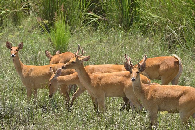 Kaziranga Wildlife