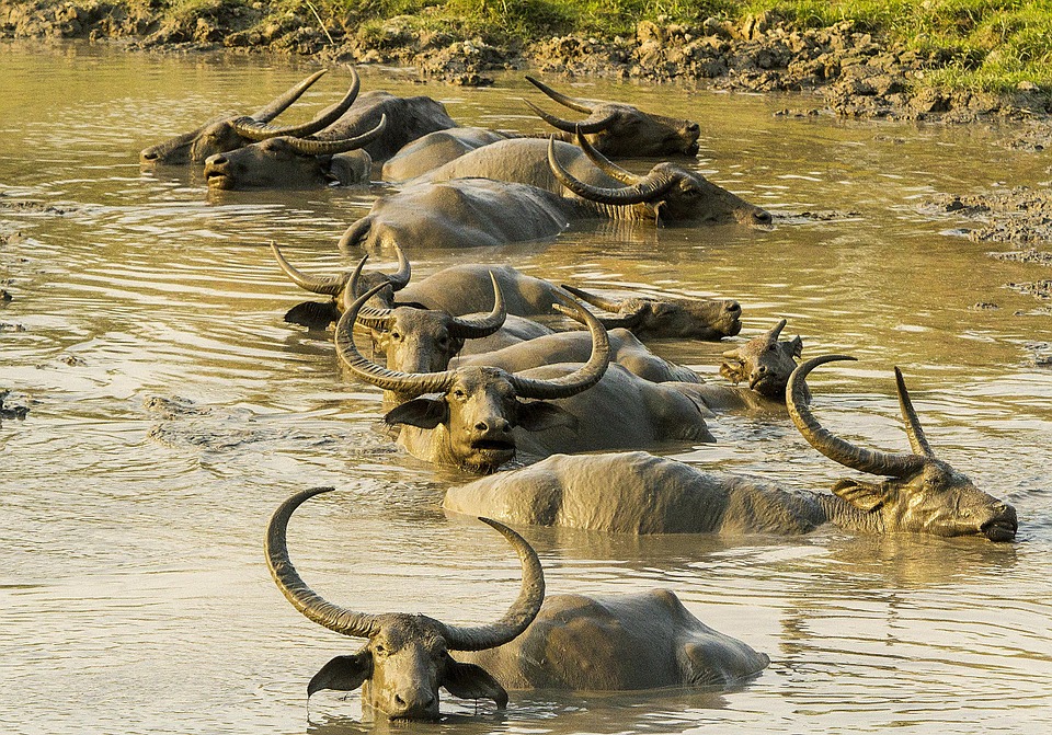 Kaziranga safari