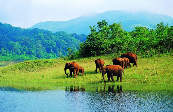 Elephants at Periyar