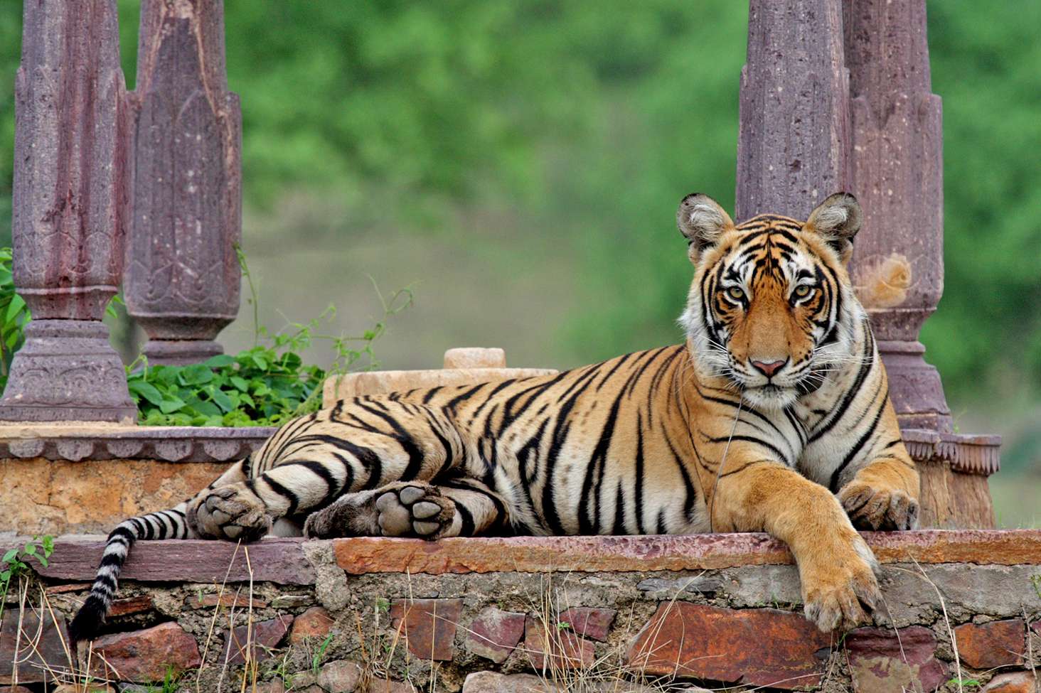 Ranthambore National Park