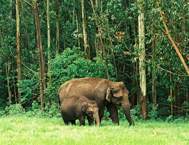 eravikulam national park munnar