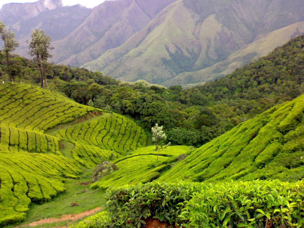 tea gardens munnar