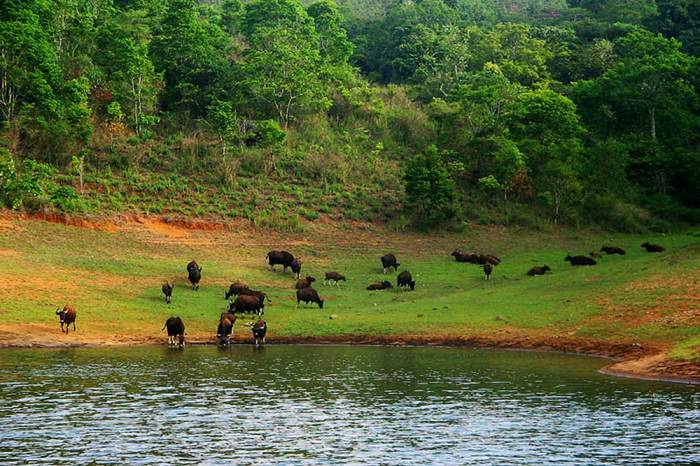 wildlife-sanctuary-of-Periyar