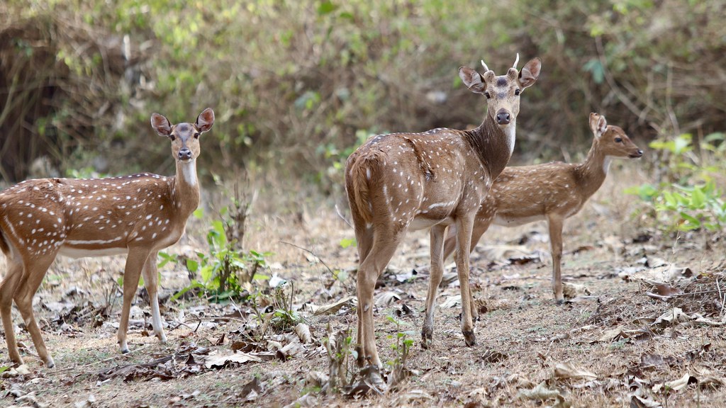 Deer at Kabini Forest Reserve
