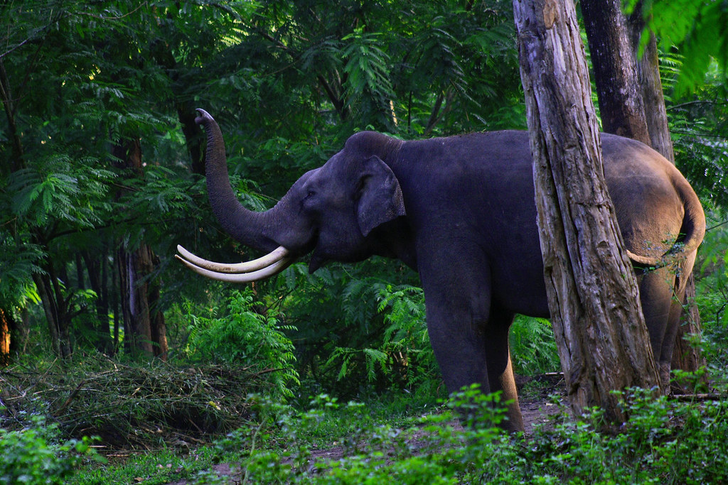 Elephant at Muthanga Wildlife Sanctuary