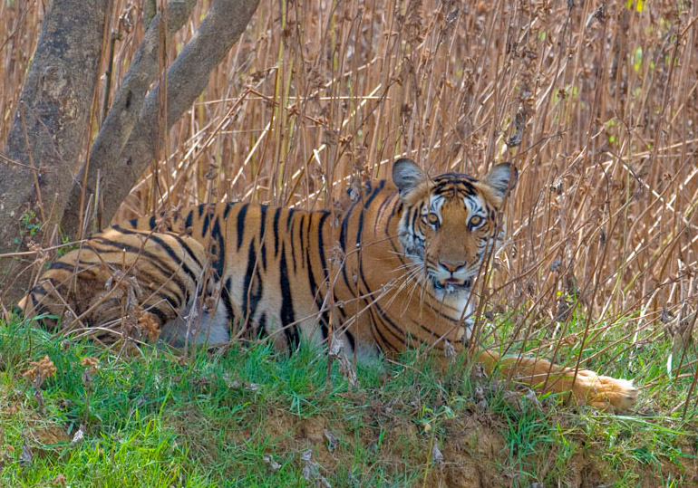 Kabini Forest Reserve